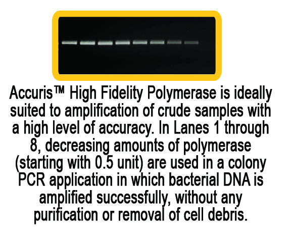 Accuris High Fidelity DNA Polymerase